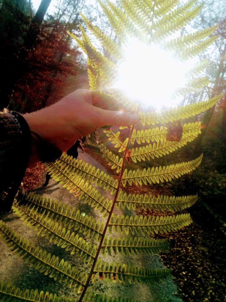 img 20201113 141420